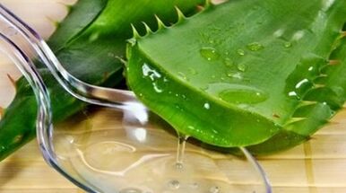 aloes, aby zwiększyć moc mężczyzn